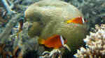 Aquarien mit Amphiprion melanopus (Schwarzflossen-Anemonenfisch)