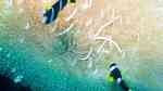 Amphiprion sebae im Aquarium halten (Einrichtungsbeispiele für Goldschwanz-Anemonenfisch)