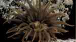 Anemonia melanaster im Aquarium halten (Einrichtungsbeispiele für Sargasso Anemone)