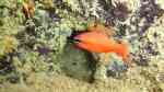 Apogon americanus im Aquarium halten (Einrichtungsbeispiele für Brasilianischer Kardinalfisch)