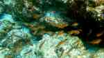 Apogon atradorsatus im Aquarium halten (Einrichtungsbeispiele für Schwarzflossen Kardinalfisch)