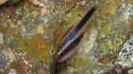 Apogon semiornatus im Aquarium halten (Einrichtungsbeispiele für Querband-Kardinalfisch)
