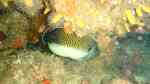 Apolemichthys kingi im Aquarium halten (Einrichtungsbeispiele für Tiger-Kaiserfisch)
