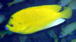 Apolemichthys trimaculatus im Aquarium halten (Einrichtungsbeispiele für Dreipunkt-Kaiserfisch)