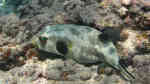 Arothron immaculatus im Aquarium halten (Einrichtungsbeispiele für Gelbaugen-Kugelfisch)