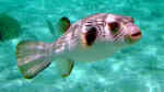 Arothron manilensis im Aquarium halten (Einrichtungsbeispiele für Gestreifter Kugelfisch)