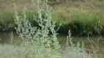 Artemisia absinthium am Gartenteich (Einrichtungsbeispiele mit Echter Wermut)
