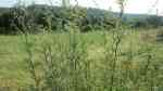 Artemisia vulgaris am Gartenteich (Einrichtungsbeispiele mit Beifuß)