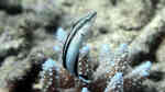 Aspidontus tractus im Aquarium halten (Einrichtungsbeispiele für Säbelzahnschleimfisch)