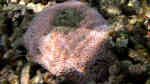 Astreopora listeri im Aquarium halten (Einrichtungsbeispiele für Großpolypige Steinkoralle)