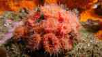 Balanophyllia bairdiana im Aquarium halten (Einrichtungsbeispiele für Orangefarbene Kelchkoralle)