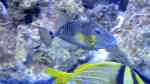 Balistes punctatus im Aquarium halten (Einrichtungsbeispiele für Blaupunkt-Drückerfisch)