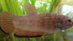 Betta simplex im Aquarium halten (Einrichtungsbeispiele für Krabi-Kampffisch)