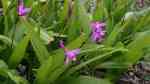 Bletilla striata am Gartenteich (Einrichtungsbeispiele mit Japanorchidee)