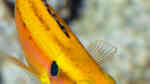 Bodianus bimaculatus im Aquarium halten (Einrichtungsbeispiele für Zweipunktlippfisch)