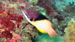 Bodianus mesothorax im Aquarium halten (Einrichtungsbeispiele für Zweifarbenlippfisch)
