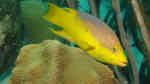 Bodianus rufus im Aquarium halten (Einrichtungsbeispiele für Spanischer Schweinslippfisch)