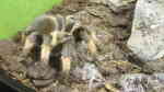 Brachypelma emilia halten (Einrichtungsbeispiele für Orangebein-Vogelspinnen)