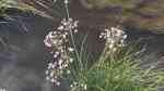 Butomus umbellatus am Gartenteich (Einrichtungsbeispiele mit Schwanenblume)