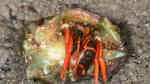 Calcinus californiensis im Aquarium halten (Einrichtungsbeispiele für Rotbeiniger Einsiedlerkrebs)