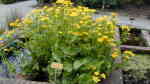Caltha palustris am Gartenteich pflegen (Teichbeispiele mit Sumpfdotterblume)