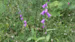 Campanula rapunculoides am Gartenteich (Einrichtungsbeispiele mit Acker-Glockenblume)
