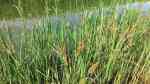 Carex acuta am Gartenteich (Einrichtungsbeispiele mit Spitze Segge)