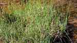 Carex panicea am Gartenteich (Einrichtungsbeispiele mit Zittergras)
