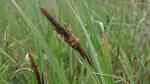 Carex riparia am Gartenteich (Einrichtungsbeispiele mit Ufersegge)