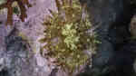Cereus pedunculatus im Aquarium halten (Einrichtungsbeispiele für Sonnenrose)