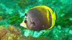 Chaetodon flavirostris im Aquarium halten (Einrichtungsbeispiele für Schwarzer Falterfisch)