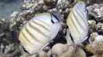 Chaetodon multicinctus im Aquarium halten (Einrichtungsbeispiele für Hawaii-Steifenfalterfisch)