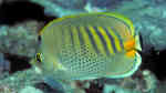 Chaetodon punctatofasciatus im Aquarium halten (Einrichtungsbeispiele für Punktstreifen-Falterfisch)