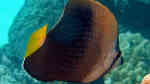Chaetodon trichrous im Aquarium halten (Einrichtungsbeispiele für Tahiti-Falterfisch)