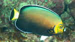 Chaetodontoplus conspicillatus im Aquarium halten (Einrichtungsbeispiele für Kragen-Samtkaiserfisch)