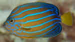Chaetodontoplus septentrionalis im Aquarium halten (Einrichtungsbeispiele für Blaustreifen-Samtkaiserfisch)
