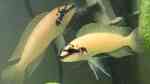 Chalinochromis brichardi im Aquarium halten (Einrichtungsbeispiele für Maskenbuntbarsche)