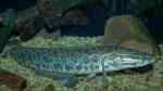 Channa argus im Aquarium halten (Einrichtungsbeispiele für Argus-Schlangenkopffisch)