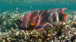 Cheilinus trilobatus im Aquarium halten (Einrichtungsbeispiele für Dreilappen-Lippfisch)