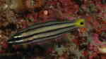 Cheilodipterus quinquelineatus im Aquarium halten (Einrichtungsbeispiele für Fünflinien-Kardinalbarsch)