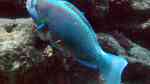 Chlorurus perspicillatus im Aquarium halten (Einrichtungsbeispiele für Brillen-Papageifisch)