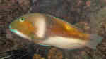 Choerodon cyanodus im Aquarium halten (Einrichtungsbeispiele für Blauer Zahnlippfisch)