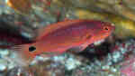 Cirrhilabrus exquisitus im Aquarium halten (Einrichtungsbeispiele für Pracht-Zwerglippfisch)