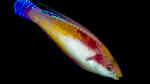Cirrhilabrus tonozukai im Aquarium halten (Einrichtungsbeispiele für Tonos Zwerglippfisch)