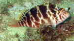 Cirrhitichthys aprinus im Aquarium halten (Einrichtungsbeispiele für Fadenflossen-Korallenwächter)