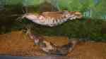 Clarias angolensis im Aquarium halten (Einrichtungsbeispiele für Angolawelse)