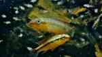 Congochromis dimidiatus im Aquarium halten (Einrichtungsbeispiele für Roter Kongocichlide)
