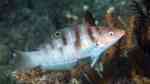 Coris batuensis im Aquarium halten (Einrichtungsbeispiele für Batu Regenbogen-Lippfisch)