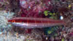 Coris dorsomacula im Aquarium halten (Einrichtungsbeispiele für Flossenfleck-Junker)