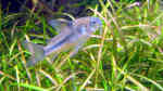 Corydoras nattereri im Aquarium halten (Einrichtungsbeispiele für Blauer Panzerwels)